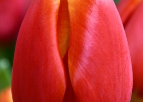 Tulipa Esta Bonita ® (4)